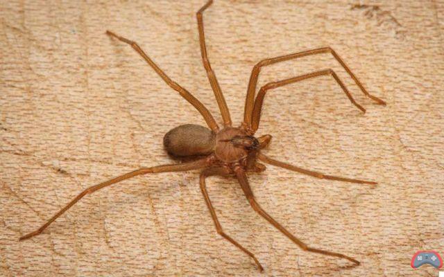 Por que as aranhas entram na casa?